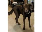 Adopt Brock a Brown/Chocolate Labrador Retriever / Spaniel (Unknown Type) /