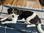 Adopt Lewis a Tricolor (Tan/Brown & Black & White) Hound (Unknown Type) /