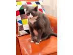 Adopt Storm a Gray, Blue or Silver Tabby Chartreux / Mixed (medium coat) cat in