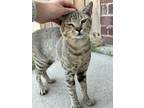 Adopt Sonny a Gray, Blue or Silver Tabby American Shorthair / Mixed cat in