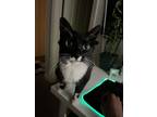 Adopt Salem a Black & White or Tuxedo American Shorthair / Mixed cat in Auburn