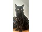 Adopt Kiki a All Black Bombay (short coat) cat in Long Beach, CA (38896269)