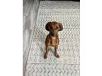Adopt Gooose a Brown/Chocolate - with Black Redbone Coonhound / Mixed dog in