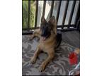 Adopt Leo a Black - with Tan, Yellow or Fawn German Shepherd Dog / Mixed dog in