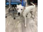 Adopt Lucille Colacito a White - with Tan, Yellow or Fawn Pit Bull Terrier /