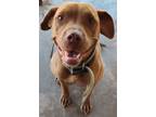 Adopt Juno a Brown/Chocolate - with White Labrador Retriever / American Pit Bull