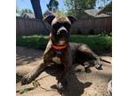 Adopt Betsy Rose a Brindle Boxer / Terrier (Unknown Type
