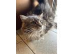Adopt Keke a Gray or Blue (Mostly) Domestic Longhair / Mixed (long coat) cat in
