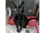 Adopt Lg a Black (Mostly) Domestic Shorthair cat in La Crosse, WI (38891489)