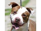 Adopt WALLY a Brown/Chocolate - with White American Pit Bull Terrier / Mixed dog