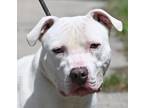 Adopt GHOST a White American Pit Bull Terrier / Mixed dog in New Haven