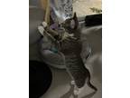 Adopt Jasmine a Gray or Blue American Shorthair / Mixed (short coat) cat in
