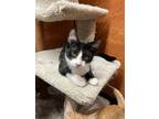 Adopt Chips a Black & White or Tuxedo Domestic Shorthair (short coat) cat in