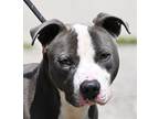 Adopt SKY a Gray/Silver/Salt & Pepper - with White American Pit Bull Terrier /