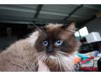 Adopt Brownie a Brown or Chocolate (Mostly) Ragdoll / Mixed (medium coat) cat in