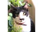 Adopt Teddy a Black & White or Tuxedo Domestic Shorthair / Mixed (short coat)