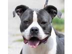 Adopt KIA a Gray/Silver/Salt & Pepper - with White American Pit Bull Terrier /