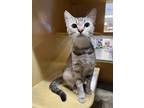 Adopt Owl a Gray, Blue or Silver Tabby Domestic Shorthair (short coat) cat in