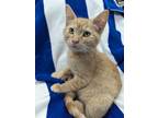 Adopt Jello a Orange or Red Tabby Domestic Shorthair (short coat) cat in