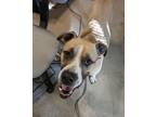 Adopt Rupert a Tan/Yellow/Fawn - with White Boxer / Mixed dog in San Antonio
