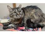 Adopt Alana a Tiger Striped Maine Coon (long coat) cat in Harrisburg