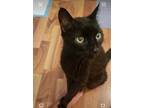 Adopt Salem a All Black Domestic Shorthair / Mixed (short coat) cat in Decatur