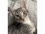 Adopt Evan a Gray, Blue or Silver Tabby Domestic Shorthair (short coat) cat in