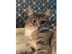 Adopt Honey a Gray or Blue (Mostly) Domestic Mediumhair / Mixed (medium coat)