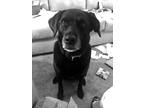 Adopt Ziva a Black Labrador Retriever / Australian Shepherd / Mixed dog in