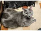 Adopt Smokey a Gray or Blue (Mostly) American Shorthair (short coat) cat in