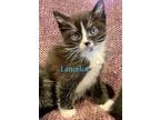 Adopt Lancelot a Black & White or Tuxedo Domestic Shorthair (short coat) cat in