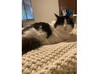 Adopt Cow a Black & White or Tuxedo Domestic Mediumhair / Mixed (medium coat)