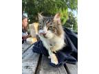 Adopt Kitty a Tortoiseshell Domestic Longhair (long coat) cat in Sunnyvale