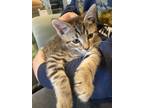 Adopt Jake a Brown Tabby Domestic Shorthair (short coat) cat in Anaheim