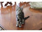 Adopt Elaine a Brown Tabby Domestic Shorthair (short coat) cat in Anaheim