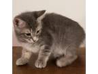 Adopt Wrenley a Brown or Chocolate Domestic Shorthair / Mixed cat in