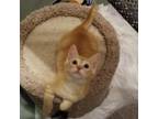 Adopt Walker a Orange or Red Domestic Shorthair / Mixed cat in Fayetteville