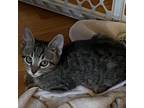 Adopt Wrecker a Gray or Blue Domestic Shorthair / Mixed cat in Fayetteville