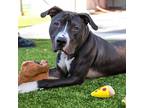 Adopt Kaleb a Black - with White Pit Bull Terrier / Mixed dog in La Grange