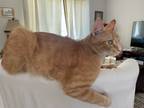 Adopt Benji a Orange or Red Domestic Shorthair / Mixed (short coat) cat in