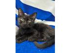 Adopt Chip a All Black Domestic Shorthair (short coat) cat in Anaheim