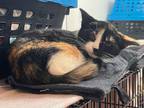 Adopt Cleo a Calico or Dilute Calico Domestic Shorthair (short coat) cat in