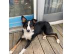 Adopt Paisley a Australian Shepherd / Mixed dog in Staten Island, NY (38895590)