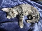 Adopt Ducky a Tiger Striped Tabby / Mixed (medium coat) cat in Indianapolis