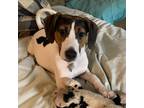 Adopt Andie a Black Coonhound / Mixed dog in Arlington, VA (38888000)