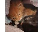 Adopt Ptah a Orange or Red Domestic Shorthair / Mixed cat in San Pablo