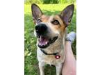 Adopt Alice a Red/Golden/Orange/Chestnut - with White Cattle Dog / Mixed dog in