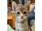 Adopt Jimmy a Gray, Blue or Silver Tabby Domestic Shorthair (short coat) cat in