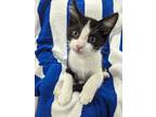 Adopt Oreo a Black & White or Tuxedo Domestic Shorthair (short coat) cat in