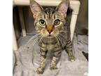 Adopt Ruffles a Tan or Fawn Domestic Shorthair / Mixed cat in Concord